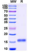 SDS-PAGE for Anti-Castor bean Ricin Nanobody (SAA1149)