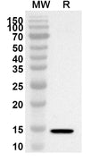 Western blot analysis was performed using anti-Common timothy PHLPII/Phl p 2 polyclonal antibody at 1ug/mL on recombinant Common timothy PHLPII/Phl p 2 (Catalog No. PR113012).
