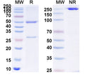 SDS-PAGE for Anti-Gluten Antibody (SAA0753)