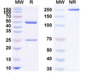 SDS-PAGE for Anti-Gluten Antibody (SAA0755)