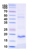 SDS-PAGE for Anti-Common timothy PHLPVI/Phl p 6 Nanobody (SAA2274)