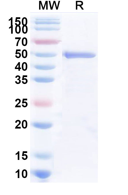 Recombinant Rice ABI5 Protein, N-His