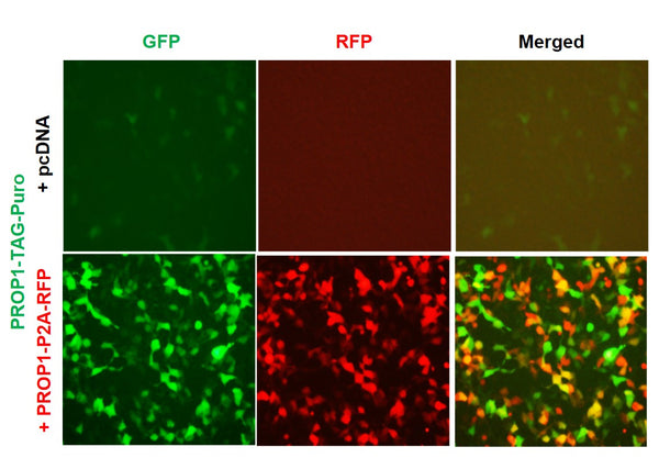 PROP1 Reporter Lentivirus – Figure 1