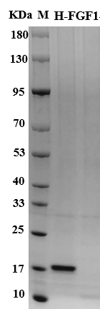 Human FGF1/FGF acidic Protein