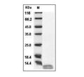 Human IL-13 protein