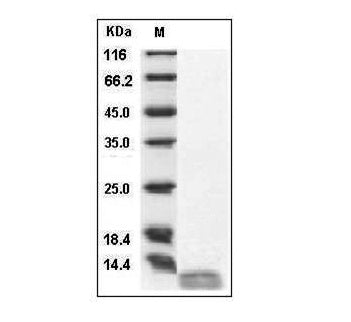 Human IL-13 protein