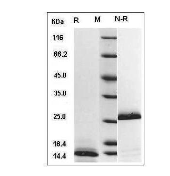 Human TGF-?1 protein