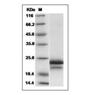 Human VEGF165 Protein