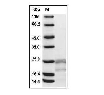 Human IFN-? protein
