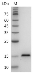 Human TGF-α Protein, His tag (Animal-Free)