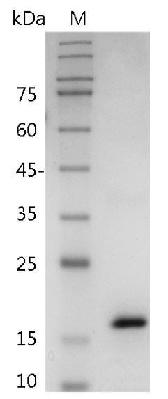 Human IL-36? Protein, His tag (Animal-Free)