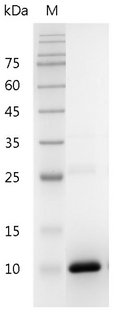 Human TGF-?2 Protein, His tag (Animal-Free)