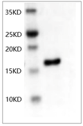 Human bFGF Protein
