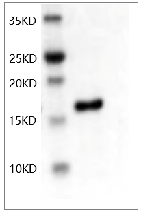 Human bFGF Protein