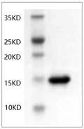 Human TNF-α Protein