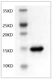 Human TNF-α Protein
