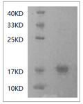 Human IFN-? Protein