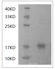 Human IFN-? Protein