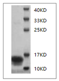 Mouse IFN-? Protein, His Tag
