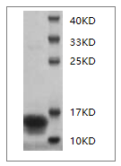 Mouse IFN-? Protein, His Tag