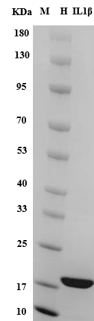 Human IL-1? Protein