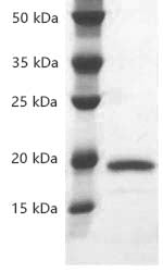 Human IL-1à/IL1A Protein