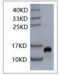 Human IL-2 Protein