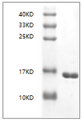 Human IL-36à Protein