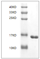 Human IL-36à Protein