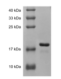 Human TRAIL Protein