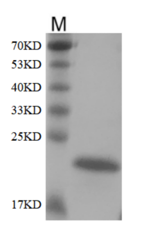 Human FGF 21 Protein