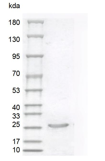 Human Sonic Hedgehog Protein