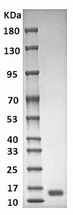 Human Galectin-1 Protein