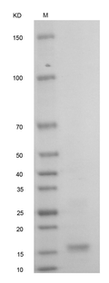 Human BMP-13 Protein