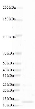 Human TGF-?3 Protein