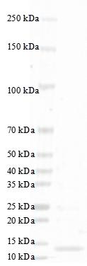 Human TGF-?3 Protein