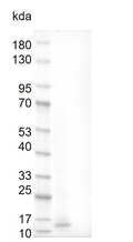 Human BMP-3 Protein