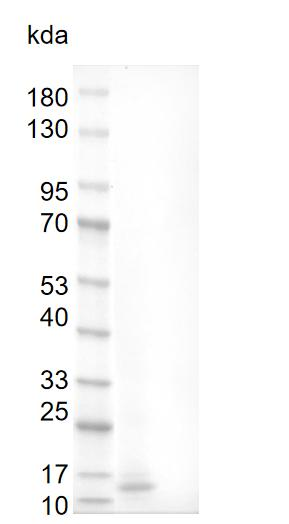 Human BMP-3 Protein