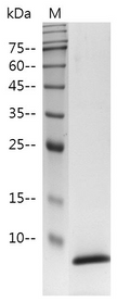 HumanEGFprotein, His tag (Animal-Free)