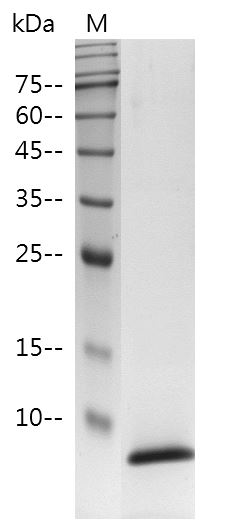 HumanEGFprotein, His tag (Animal-Free)