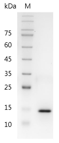 Human IL-17A protein, His tag (Animal-Free)