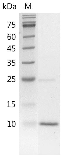 Human BMP-4 Protein, His tag (Animal-Free)