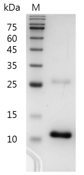 Human TGF-?3 protein, His tag (Animal-Free)