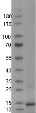 Human/Mouse BMP-2 Protein