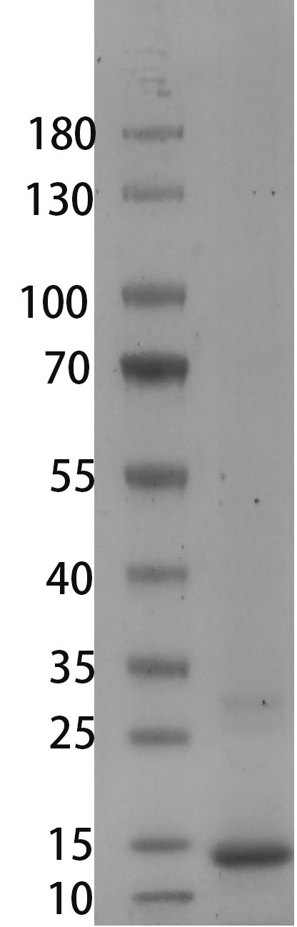 Human/Mouse BMP-2 Protein