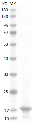 Mouse GM-CSF Protein