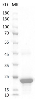 Human VEGF165 Protein