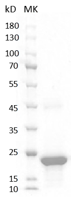 Human VEGF165 Protein