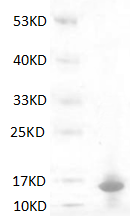 Human S100A9 Protein