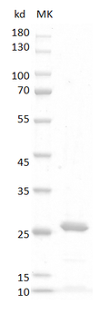 Human FGF16 Protein